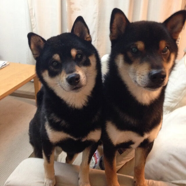 开云网页版登录入口-团队配合：北京队助攻达到23次，传球极为流畅！，北京队比赛