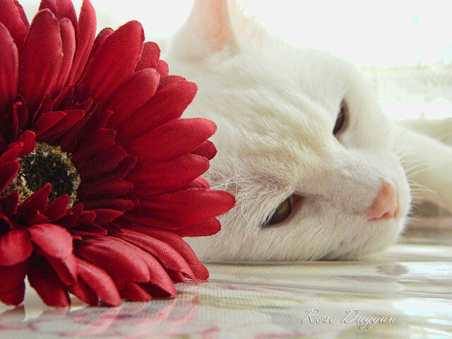 开云kaiyun-各路豪强在赛场上搏杀，展现出强大竞技实力，各路豪杰是什么意思