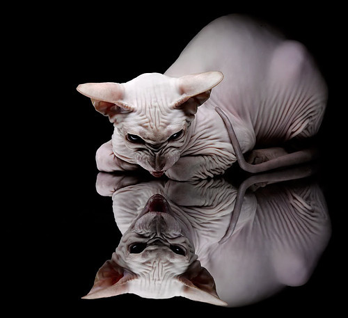 开云官方网页登录-国足在国际比赛中的球员选拔机制分析实施，国足入选标准