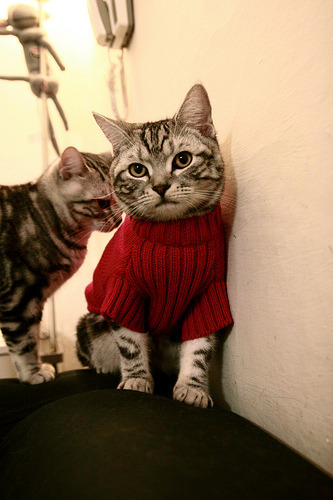 Kaiyun官方登录入口-斯图加特客场不败，稳固中游位置，斯图加特足球俱乐部主场