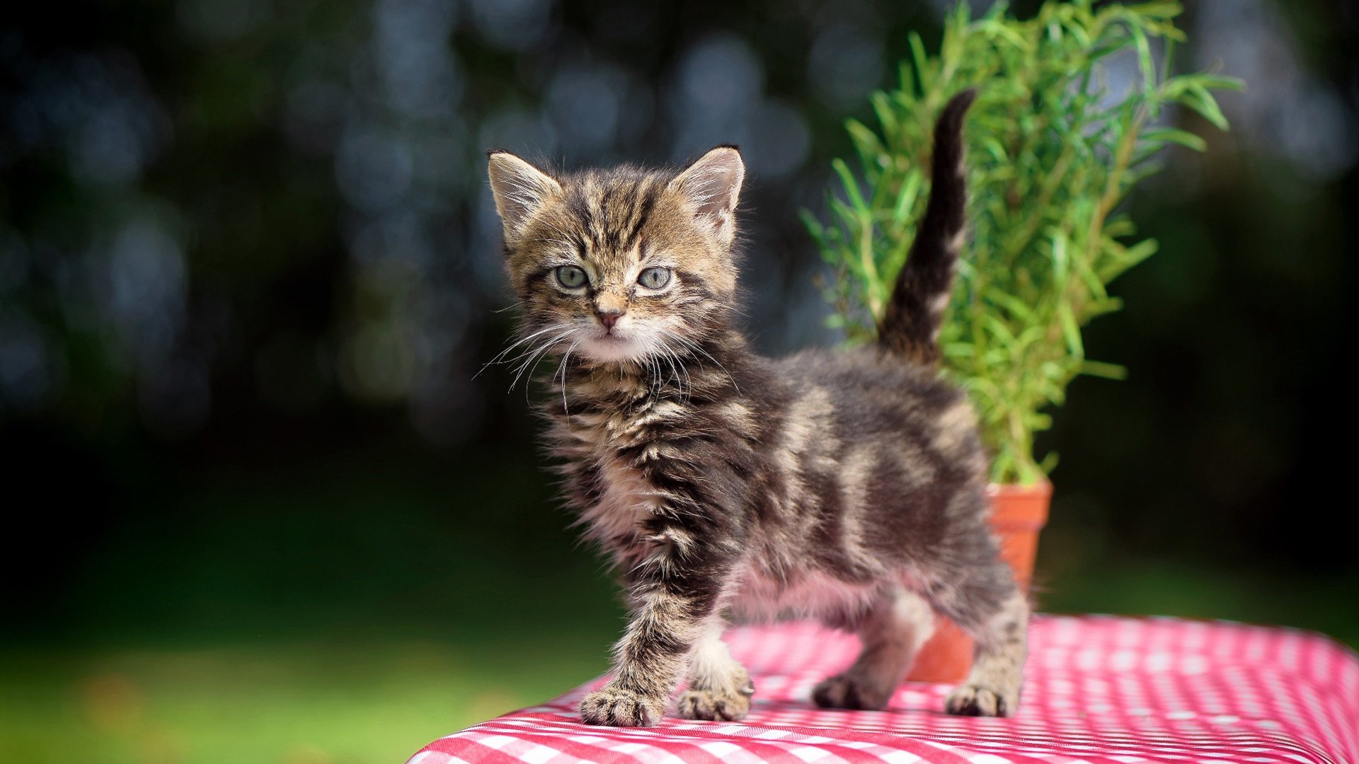 kaiyun 开云体育-柏林赫塔客场击败对手，积分榜上升，柏林赫塔对阵柏林联合