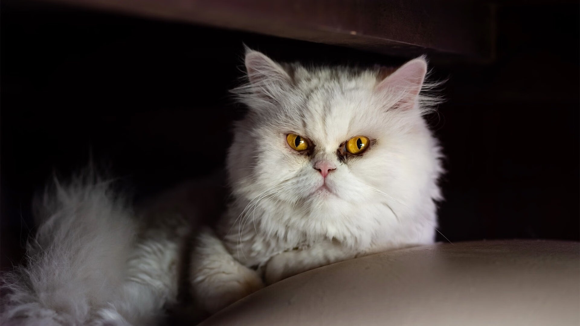 KAIYUNAPP-贵州南宁队略胜上海，保持不败记录，贵阳vs南宁2020