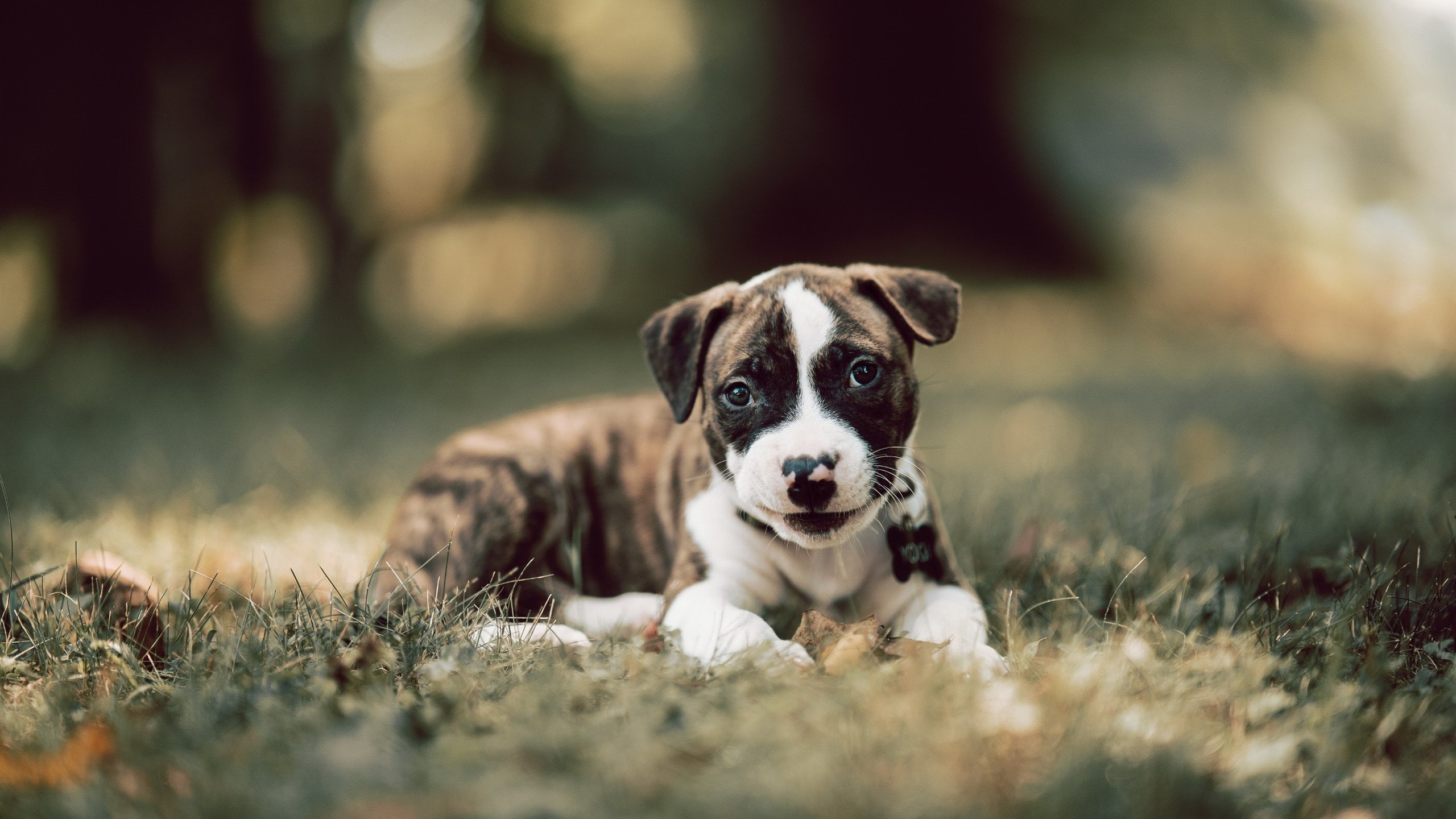 开云中国大陆-场上球员对节奏变化的即时反馈机制，球队节奏