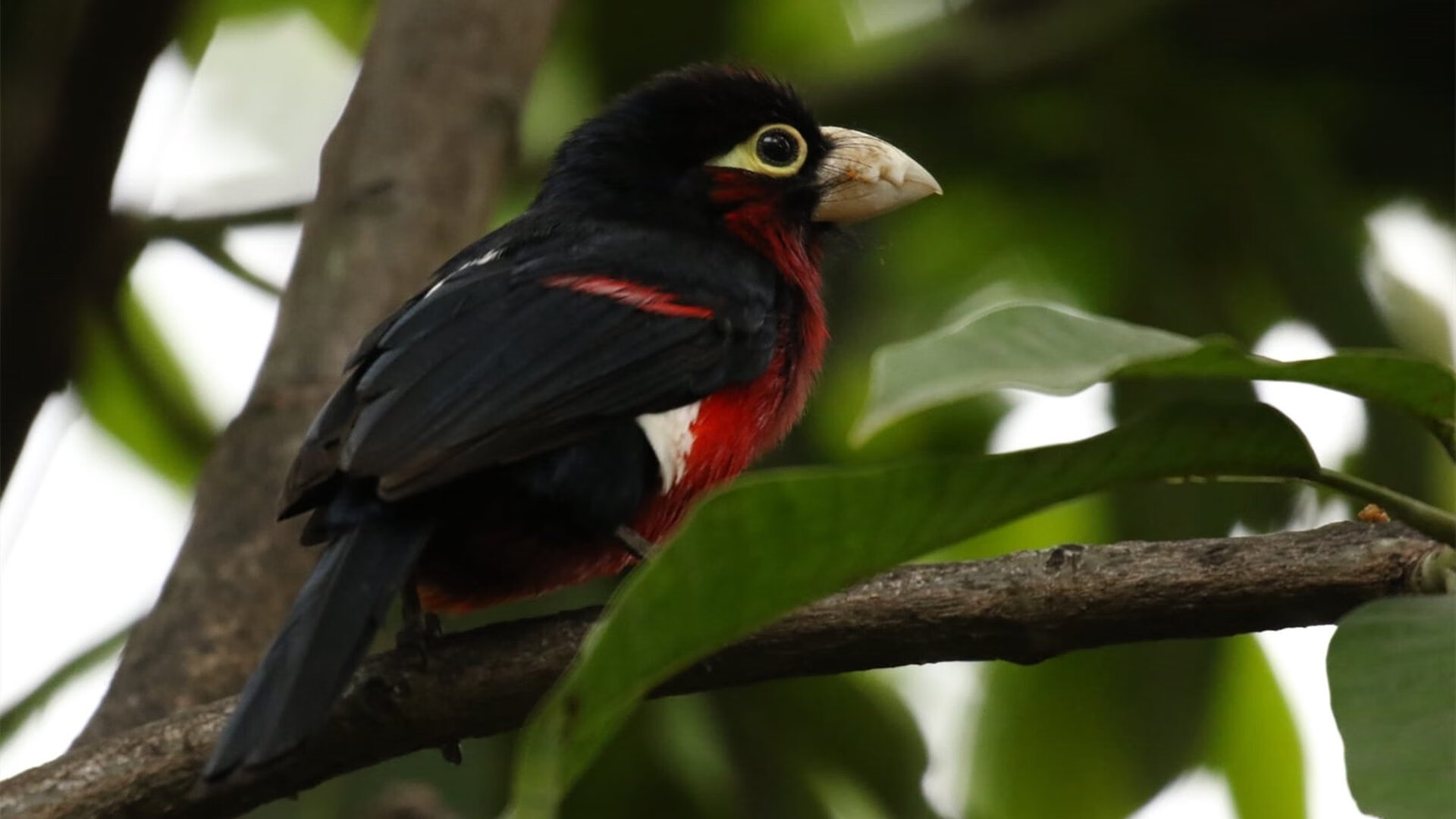 开云中国-德国队如何在国际乒联混合团体世界杯赛制中发挥最大优势，德国乒乓球团体赛名单